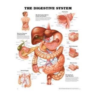 The Digestive System Anatomical Laminated Chart/Poster:  