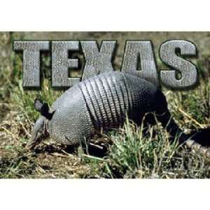  382891   Texas Postcard 12509 Texas Armadillo Case Pack 