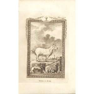  Buck Of Juda 1812 Buffon Engraving 254 Antique Print: Home 