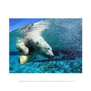  Diving White Polar Bear Poster (10.00 x 8.00)