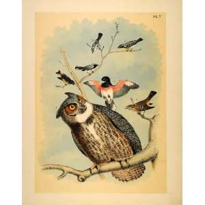  1881 Chromolithograph Great Horned Owl Warblers Birds 