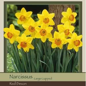  Honeyman Farms Narcissus Large Cup Red Devon Pack of 50 