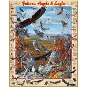  Falcons, Hawks & Eagles Jigsaw Puzzle 1000pc: Toys & Games