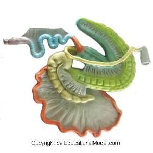 Horse Digestive Tract 3D Veterinary Model Anatomical Educational 