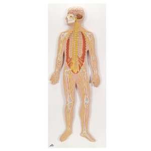  Half Life Size Nervous System Model: Health & Personal 