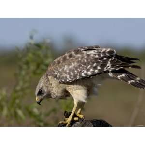  Red Shouldered Hawk with a Meal in Everglades National 