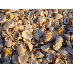 Sanibel Island, Famous for the Millions of Shells That Wash up on Its 