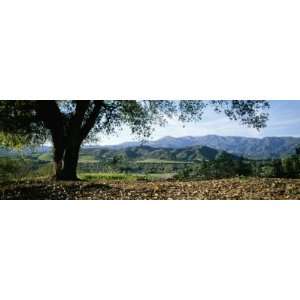 View of a Coast Live Oak and the Santa Ynez Mountains Stretched 