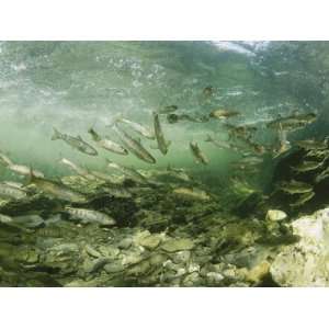  Wild Atlantic Salmon Make Their Way Upstream Through Clear 