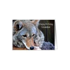  Happy Birthday, Grandson 17, Grey Wolf Card: Toys & Games