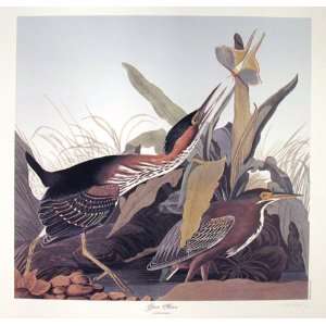  Great Heron by M. Bernard Loates