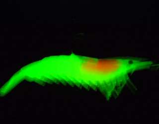 60mm 3g Noctilucent Soft Silicone Prawn Shrimp Fishing Lure Hook Bait 