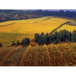  Fall Colors in Vineyards of the Red Hills, Dundee, Oregon, USA 