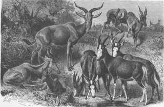 Caption below picture Group of African antelopes, viz., Tora 