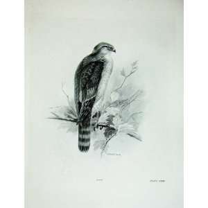  1907 The Sparrow Hawk Accipiter Nisus Linnaeus Male