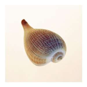  Tom Artin   Fig Shell