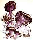 truffle mushroom  
