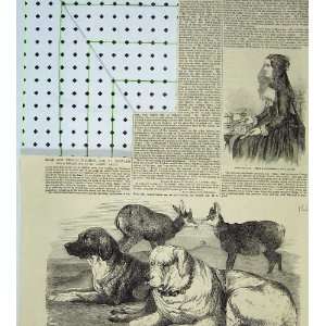  1855 Bernese Girl Chamois St Bernard Dogs Albert Smith: Home & Kitchen