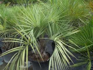 Pindo Jelly Palm Tree 100 Seeds Plant Butia capitata  
