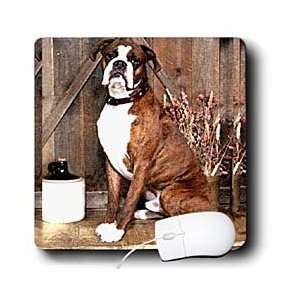  Dogs Boxer   Brindle Boxer   Mouse Pads: Electronics