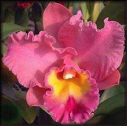 FRAGRANT GOLDENZELLE PASSION CATTLEYA ORCHID PLANT BLM SIZE  