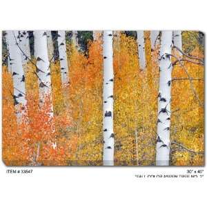  All Weather Art Fall Aspen Trees Print