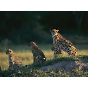 Group of African Cheetahs Keep a Wary Eye out for Predators and Prey 