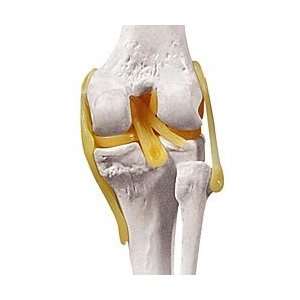 Altay® Functional Knee Joint Model  Industrial 