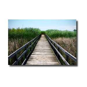 Wetland Walkway Iii Giclee Print