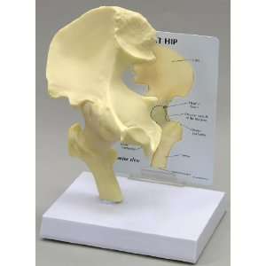  Hip Bone Joint Anatomical Model Industrial & Scientific