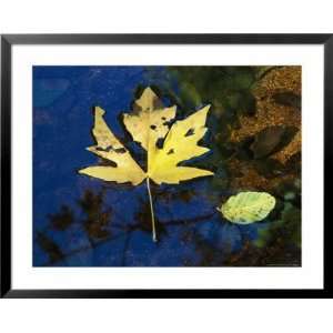 Big Leaf Maple Leaf Floats Down the Merced River Photography Framed 