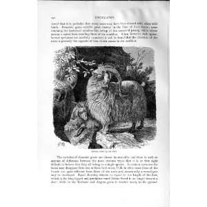  NATURAL HISTORY 1894 ANGORA GOAT DOMESTIC ANIMAL