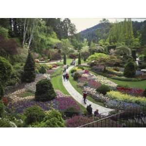  Tulips, Butchart Gardens, Victoria, British Columbia 