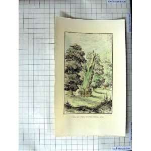  ANTIQUE PRINT VERY OLD TREE PLAYING FIELDS ETON