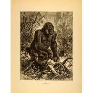 1885 Lithograph Gorilla Primate Specie Herbivorous Ape Forest Habitat 