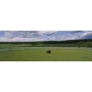 Bison Grazing in a Field, Hayden Valley, Yellowstone National Park 