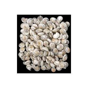   Umbonium Shells Seashells Sailors Valentine 1 Oz.