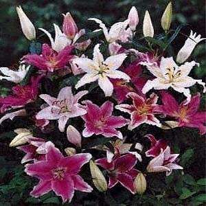  5 Bulb Oriental Lily Collection   SALE* Patio, Lawn 