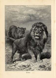 Antique Print LION LIONESS CAT Brehm 1890  