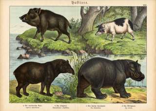 Antique Print HIPPOPOTAMUS WILD BOAR PIG Schubert 1878  