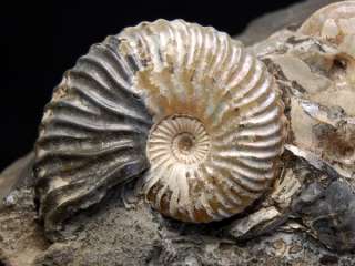 Fossil Ammonite, Deshayesites deshayesi Russia AMN1  