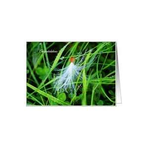  Congratulations, Milkweed Seed in Morning Dew Drops Card 