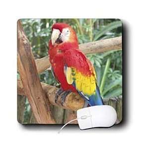   Florene Birds   Live Parrot On Tropical Tree   Mouse Pads: Electronics