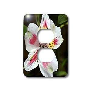 WhiteOak Photography Floral Prints   Tiger Lily   Light Switch Covers 