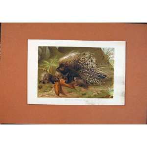 Crested Porcupine Colored Animal Antique Print C1890
