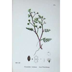  Botany Plants C1902 Least Water Parsnip Helosciadium