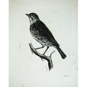   1909 The Song Thrush Turdus Musicus Male Adult Bird