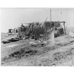  Mississippi River flood,1927,Greenville Levee,Ducks