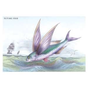  Flying Fish 44X66 Canvas