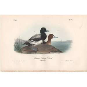  Common Scaup Duck   Original Audubon 1st Edition Octavo 